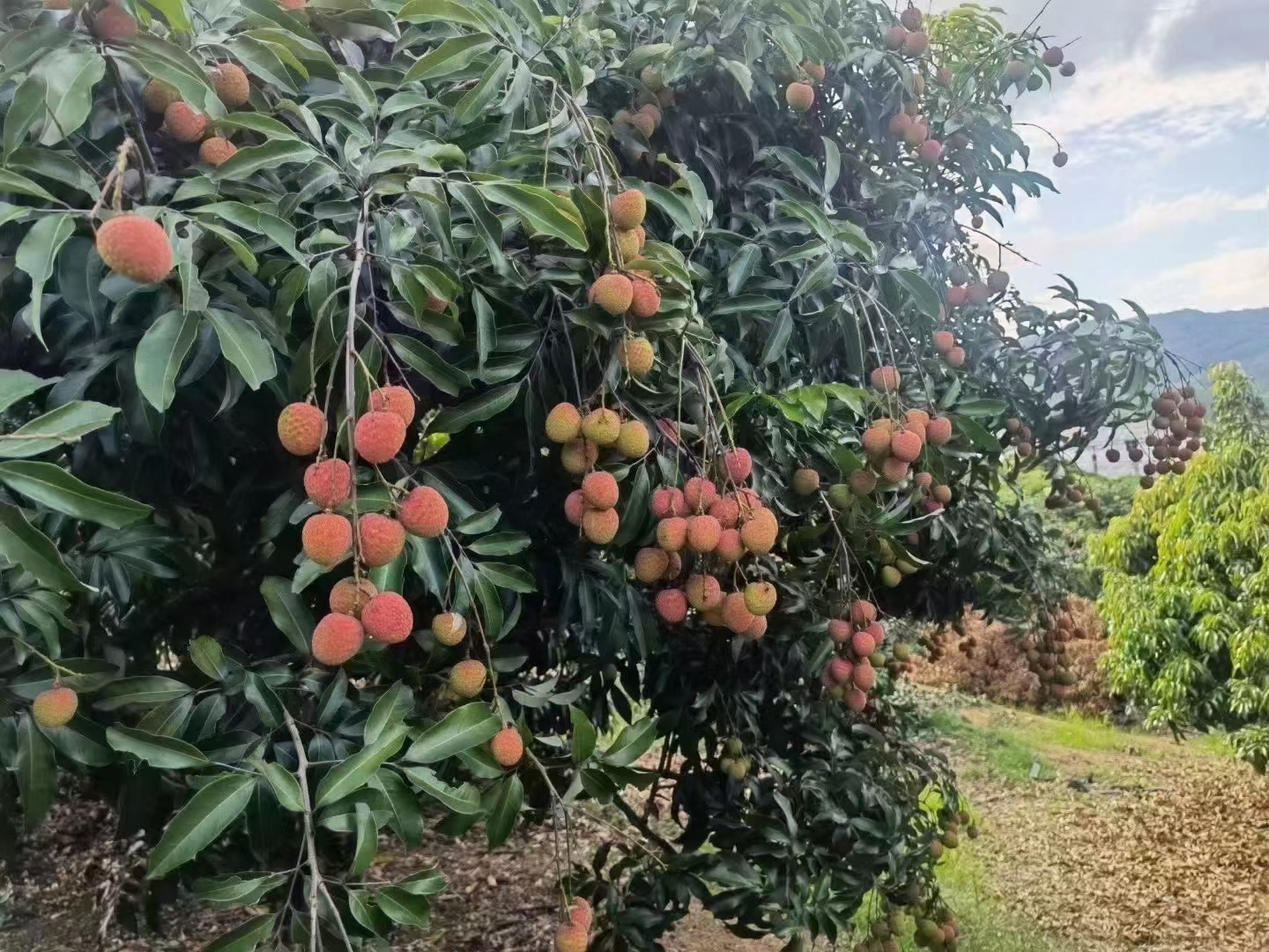 一棵茂盛的荔枝树,枝头挂满成熟初期的妃子笑荔枝,果皮呈淡红色与青绿色相间,果实饱满圆润,阳光透过树叶洒在果实上,呈现出晶莹光泽,背景为岭南乡村果园 荔枝树下成熟的妃子笑果实特写