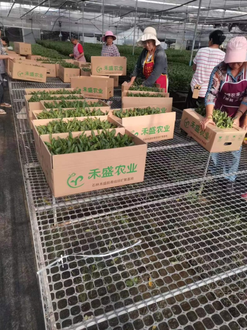 人参果苗二代脱毒苗，发货不对版赔，死苗赔，买贵赔，品质保障