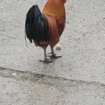 贵州散养土鸡