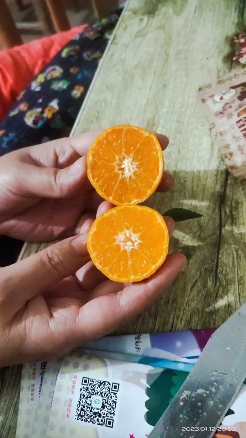广西砂糖橘精品产地直发货源充足现摘现发欢迎来电