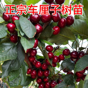 吉塞拉樱桃矮化苗，南北方地栽车厘子苗，嫁接樱桃果苗