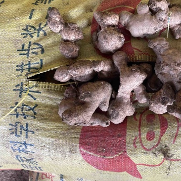 姜母老姜头