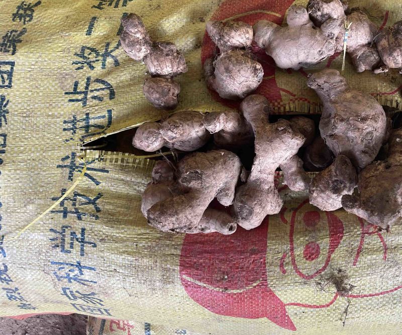 姜母老姜头