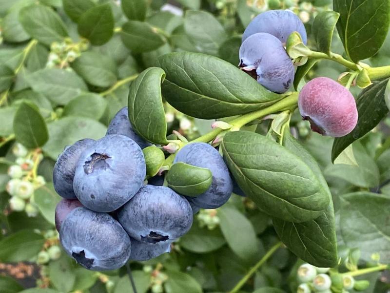 精品蓝莓蓝莓鲜果高品质口感好优质量保证欢迎咨询