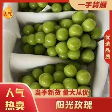 精品库存陕西阳光玫瑰葡萄价格走势阳光玫瑰葡萄批发行情