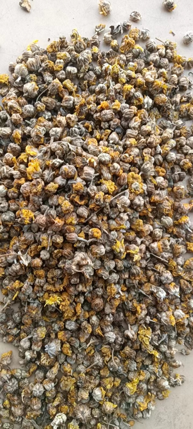 平顶山舞钢市野菊花，大量供应，价格可商量有意者可电话详谈