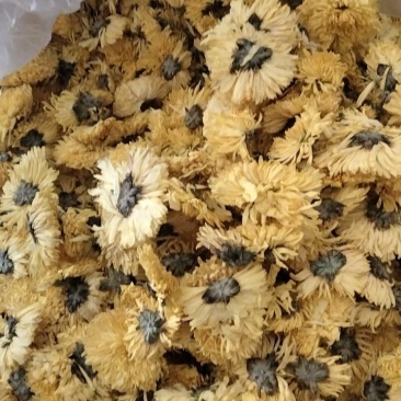 黄菊花