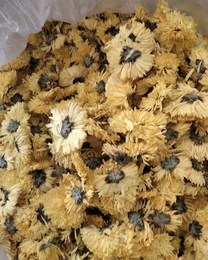 黄菊花