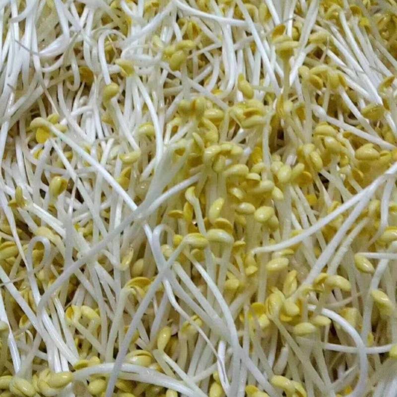 豆芽，黄豆芽绿豆芽黑豆芽，无添加激素豆芽