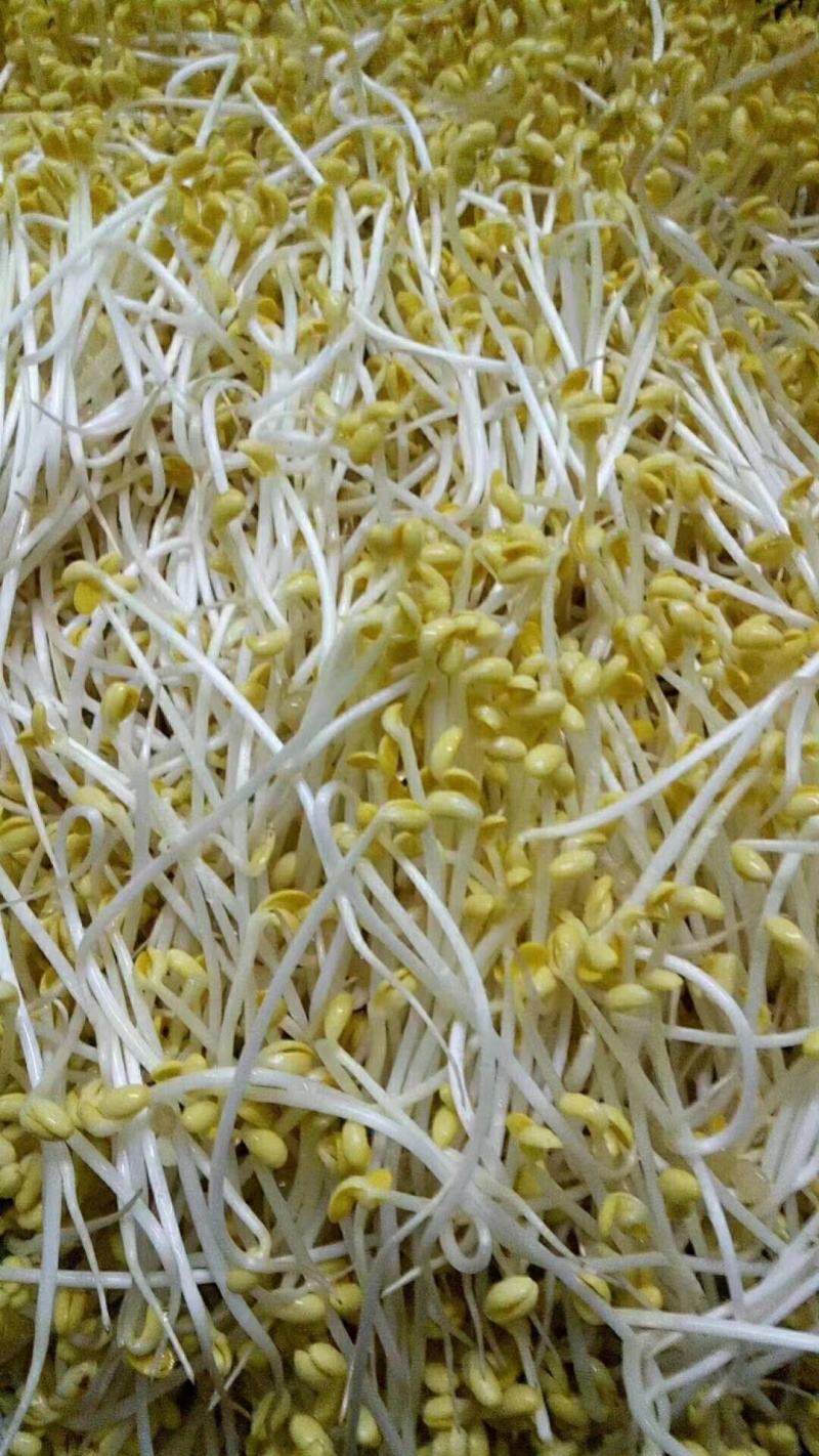 豆芽，黄豆芽绿豆芽黑豆芽，无添加激素豆芽