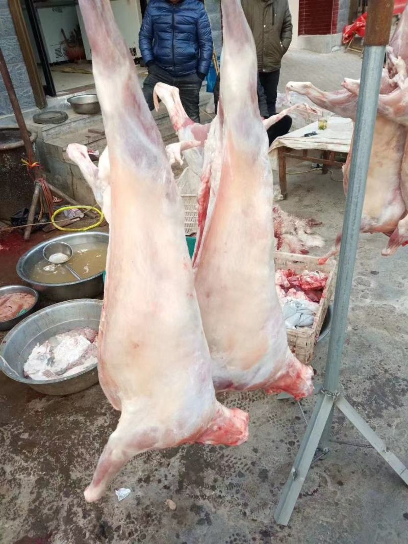 烤全羊本地小山羊8--60斤，大小都有，保证纯干