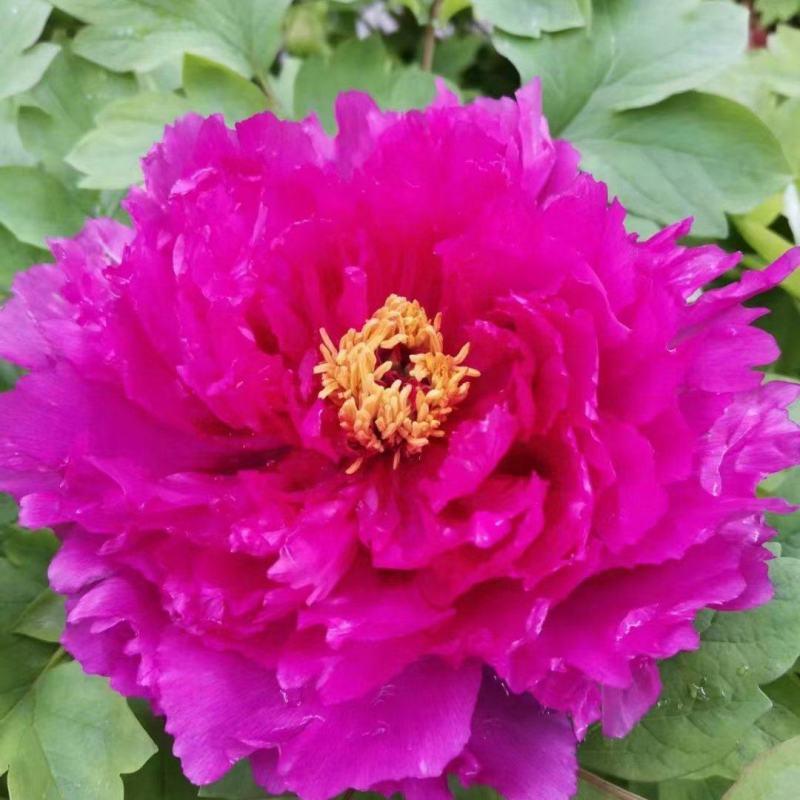 催花牡丹