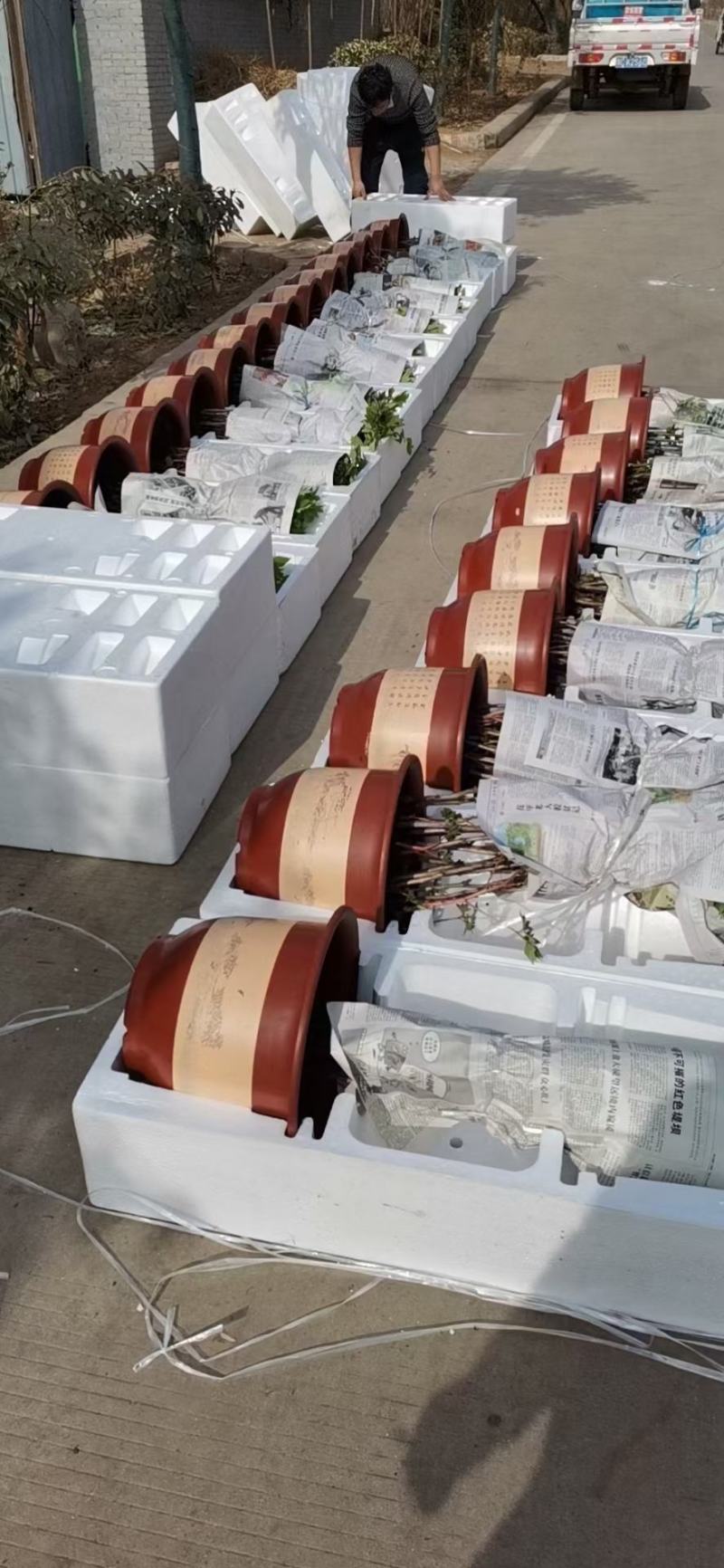 催花牡丹
