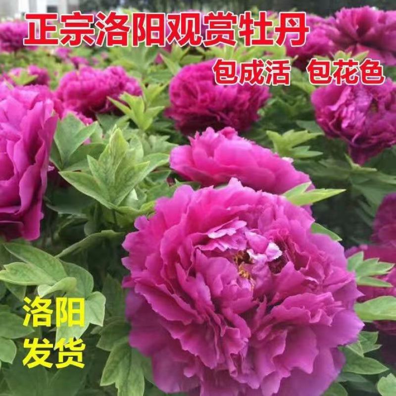 催花牡丹