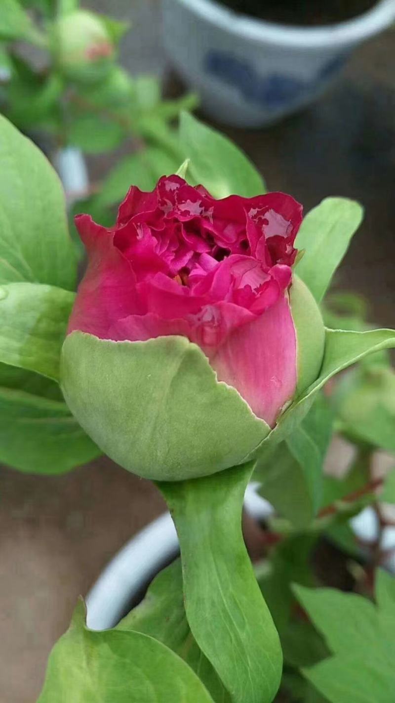 催花牡丹