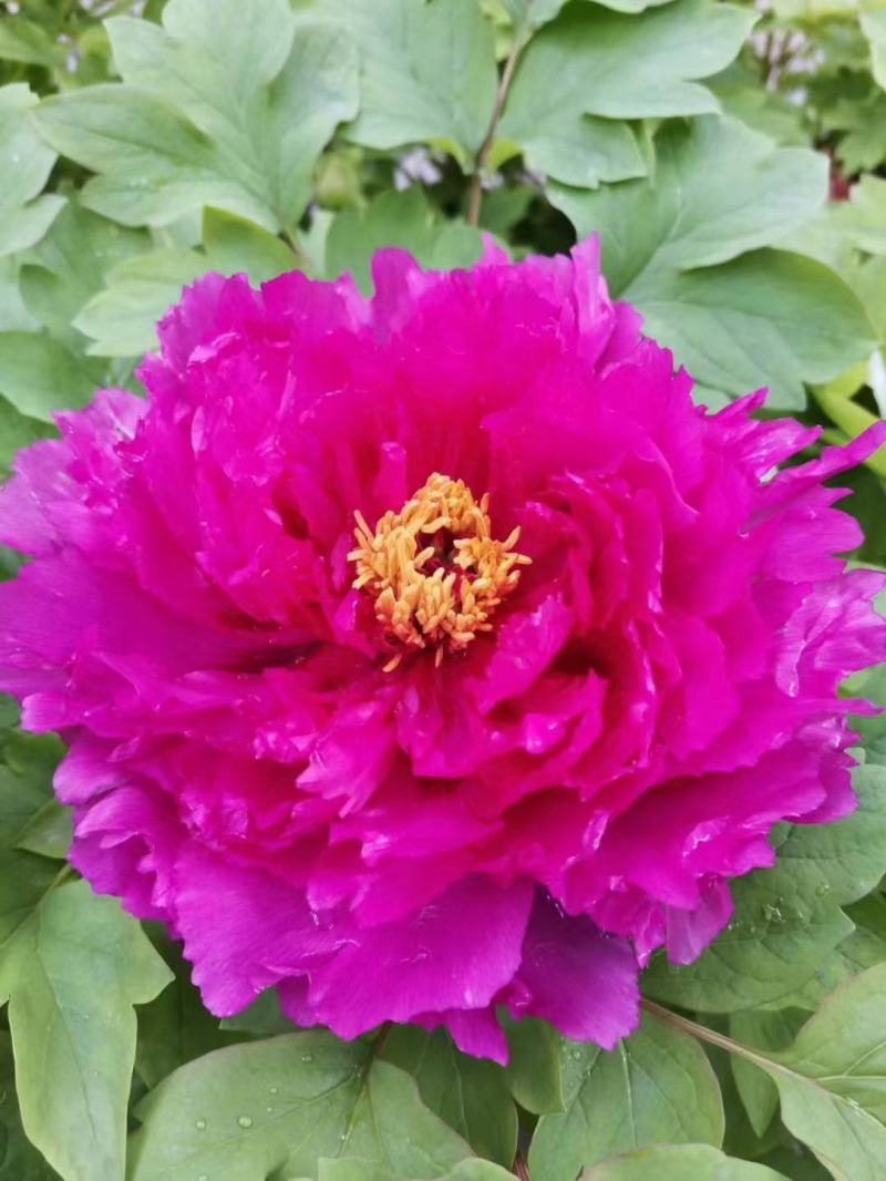 催花牡丹