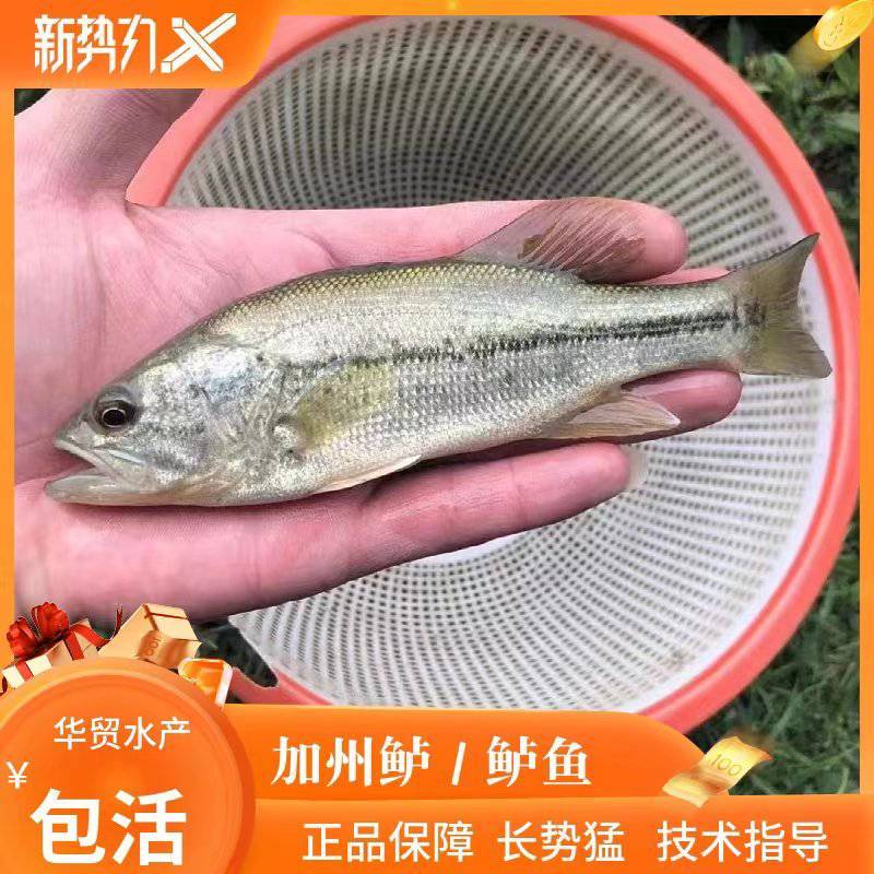 【热卖中】优质加州鲈鲈鱼苗优鲈鱼3号淡水快大黑鲈