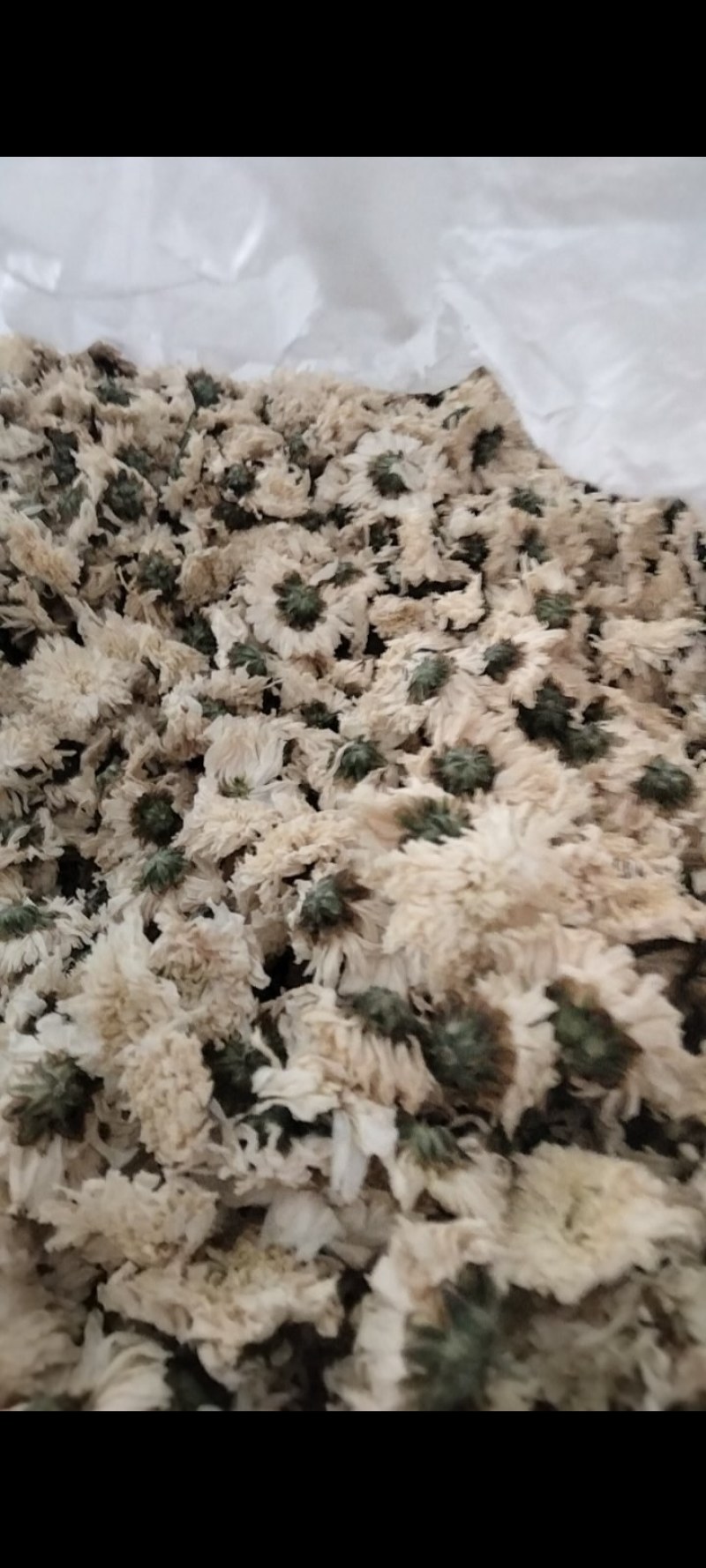 正宗黄山白菊花