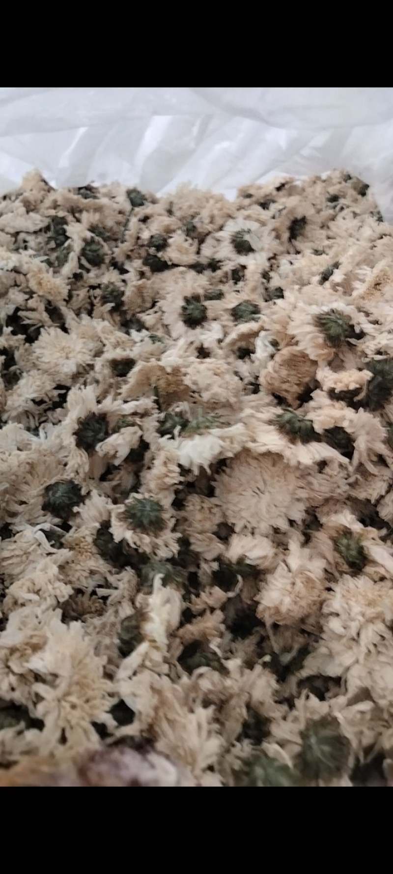 正宗黄山白菊花