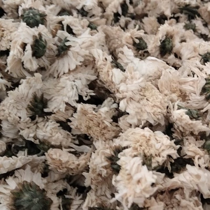 正宗黄山白菊花