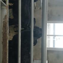 黑山羊条骚公，60-80斤
