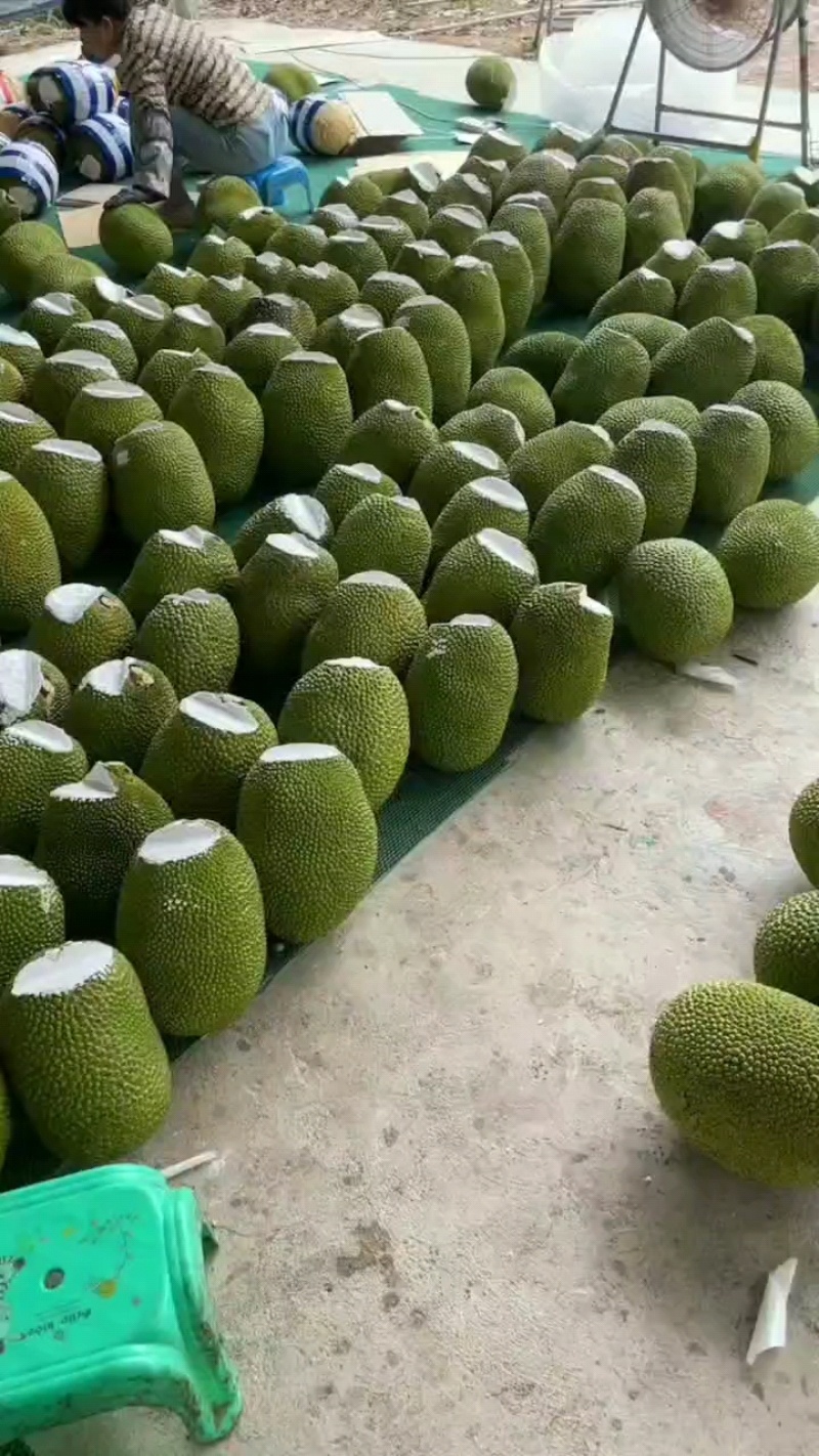 海南泰八红肉，新鲜采摘场地直发，青皮红肉，切口打包，代发