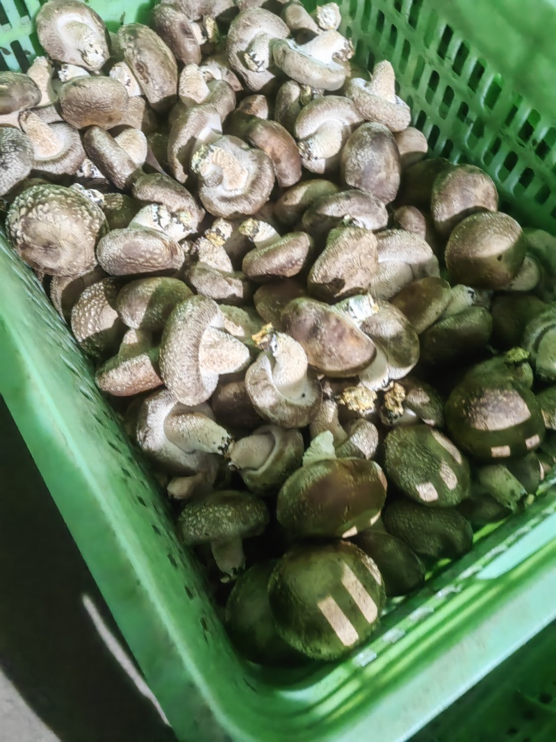 平台菇大量有货