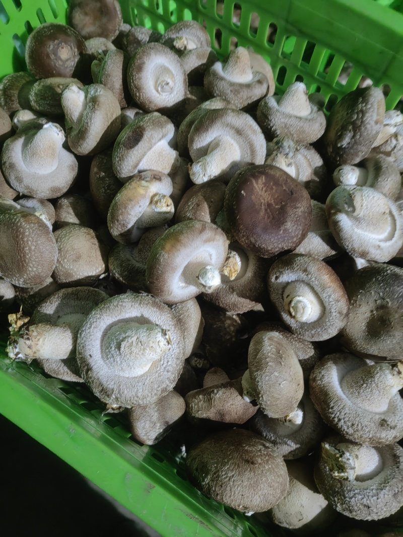 平台菇大量有货