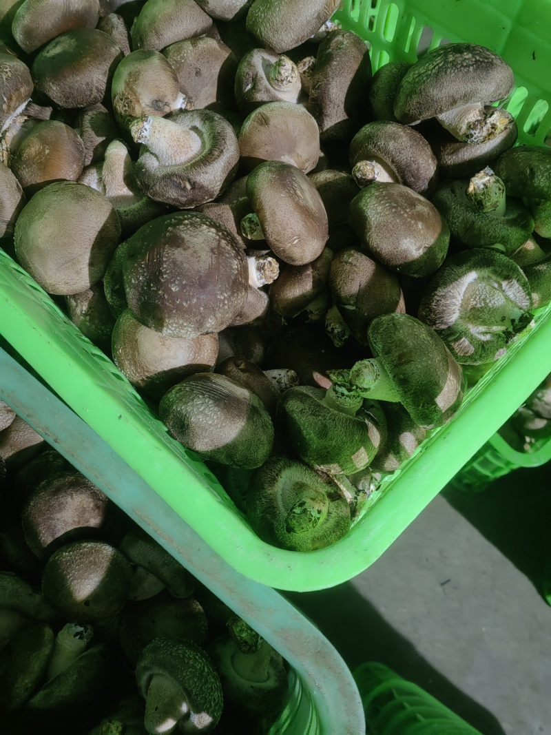 平台菇大量有货