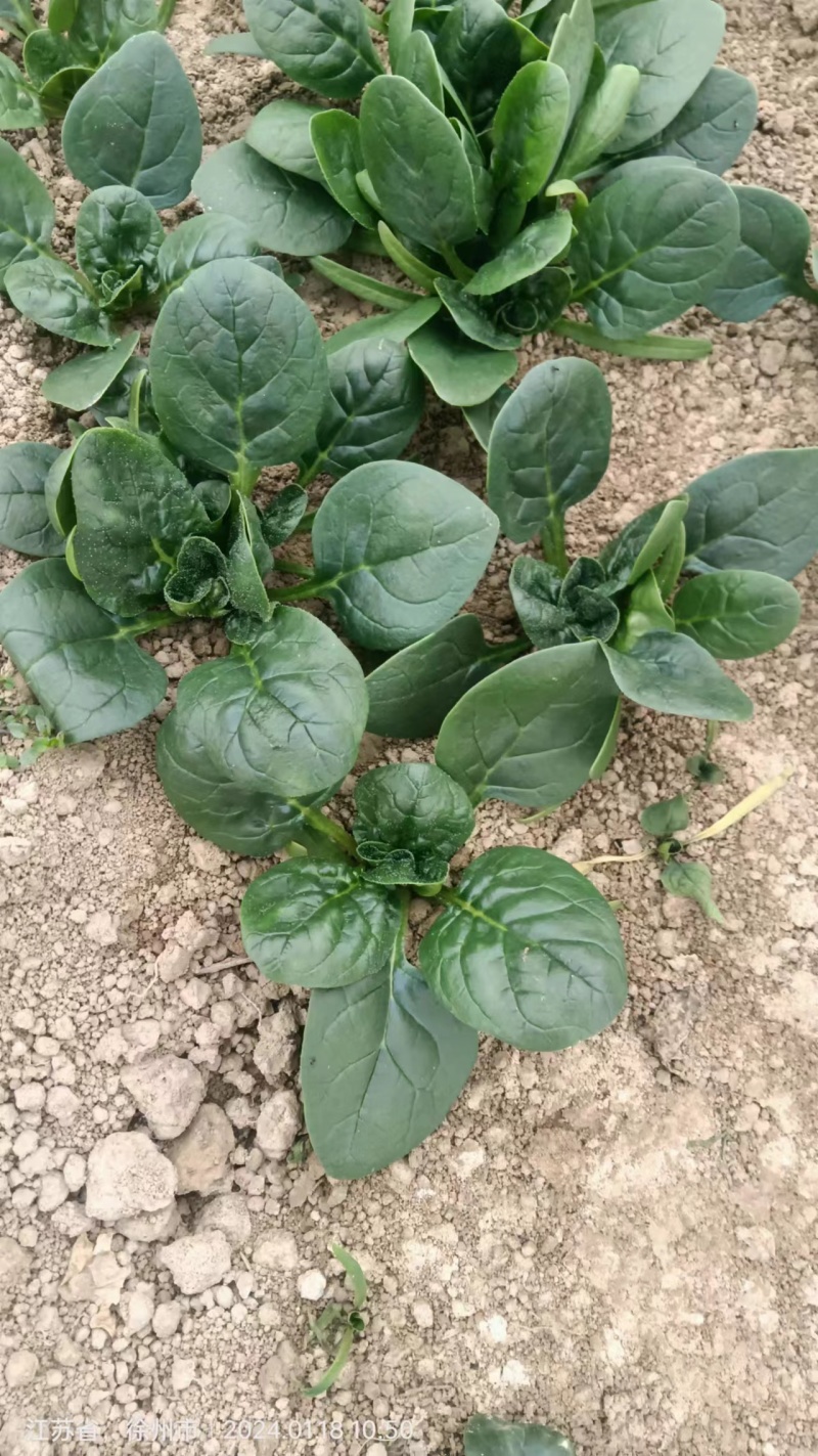 大棚精品小颗菠菜大量上市中