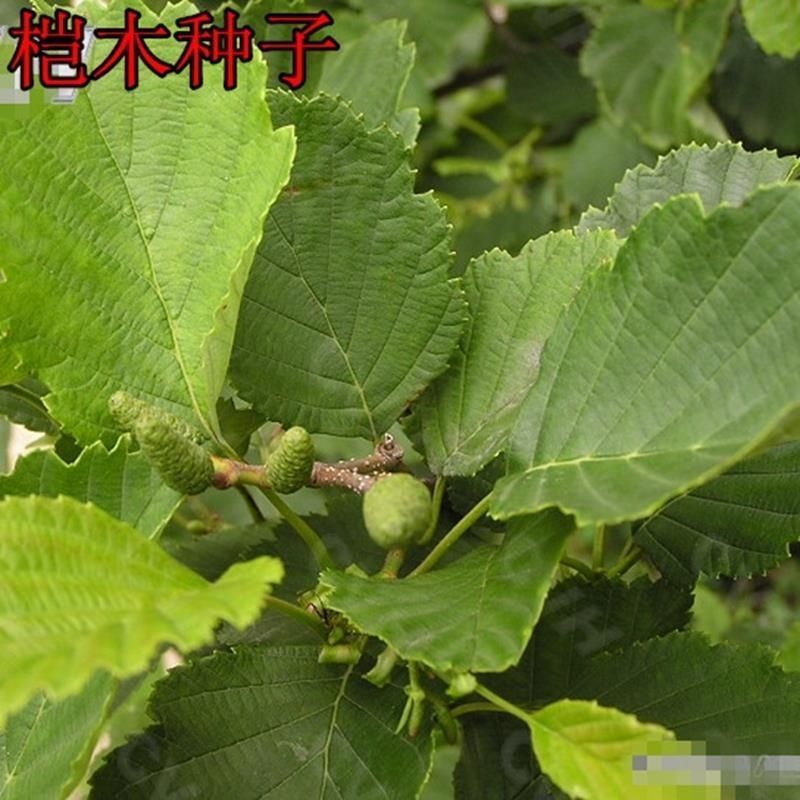 桤木种子四季行道树种籽多年生工程绿化观叶种孑树种子