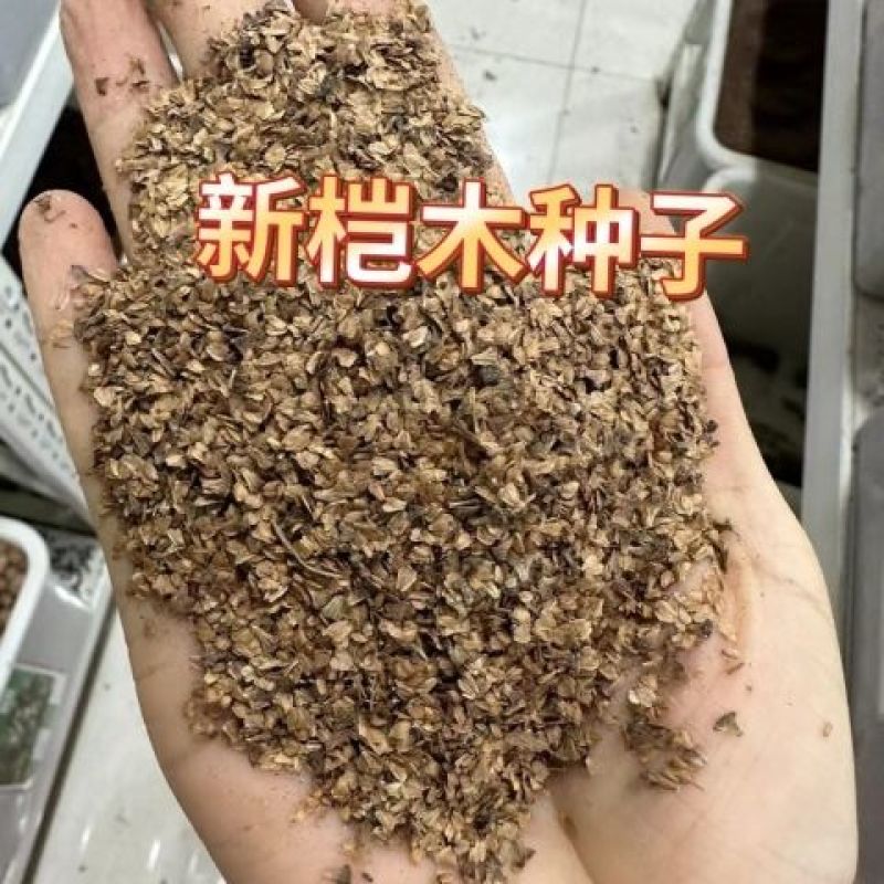 桤木种子四季行道树种籽多年生工程绿化观叶种孑树种子