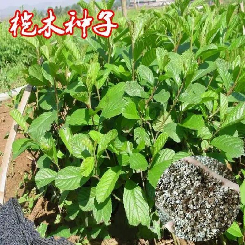 桤木种子四季行道树种籽多年生工程绿化观叶种孑树种子