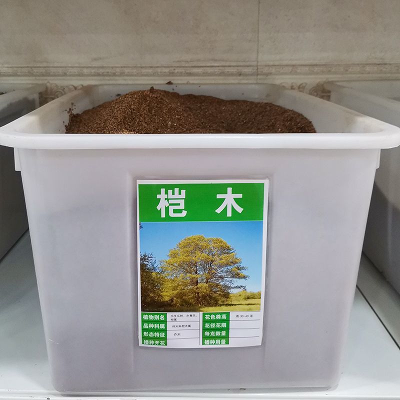 桤木种子四季行道树种籽多年生工程绿化观叶种孑树种子