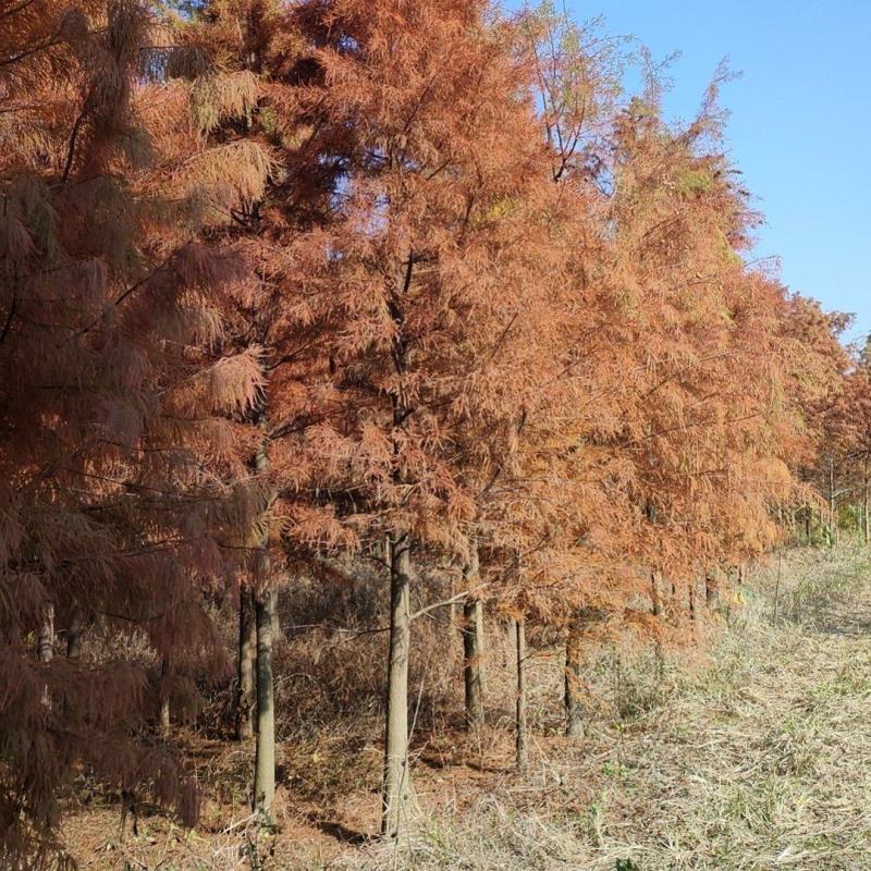 池杉，看货，挖树，量大，价格优惠可开普票欢迎来电订购