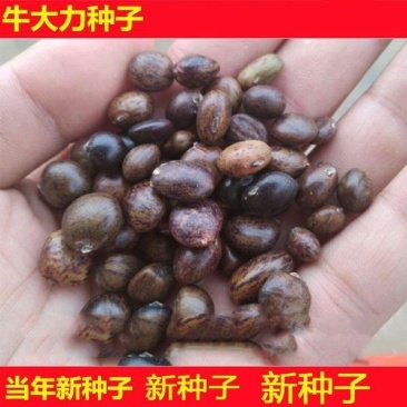 新采牛大力种子四季易种大力薯小叶细叶中叶大叶牛大力种籽