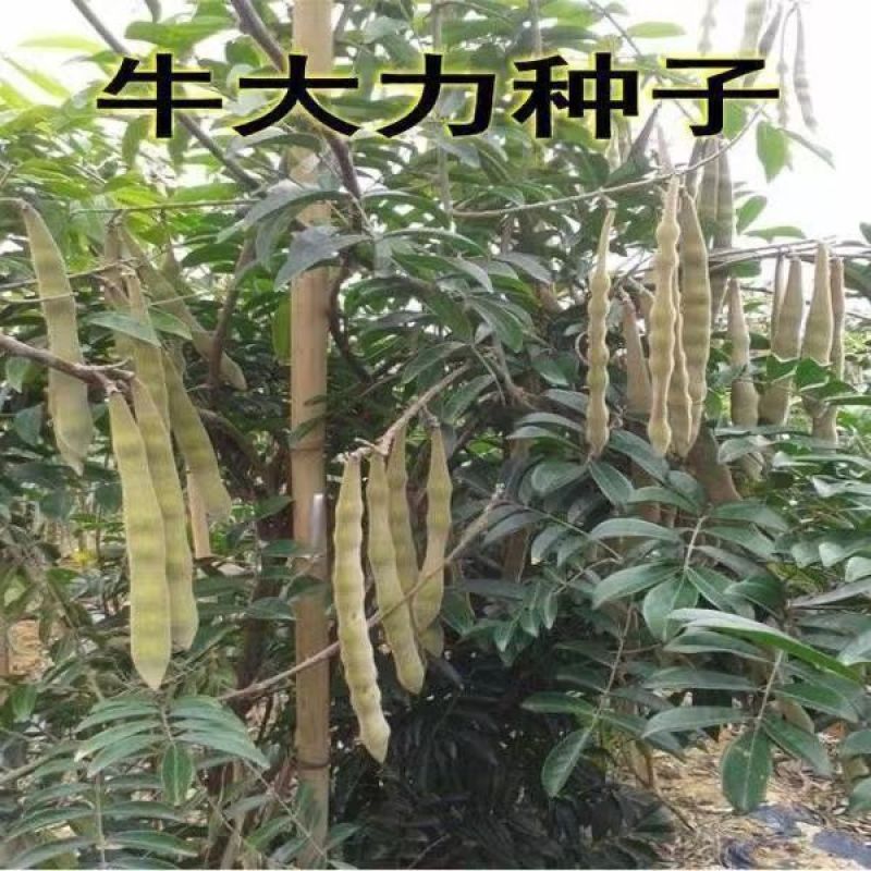 新采牛大力种子四季易种大力薯小叶细叶中叶大叶牛大力种籽