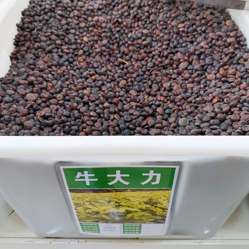 新采牛大力种子四季易种大力薯小叶细叶中叶大叶牛大力种籽