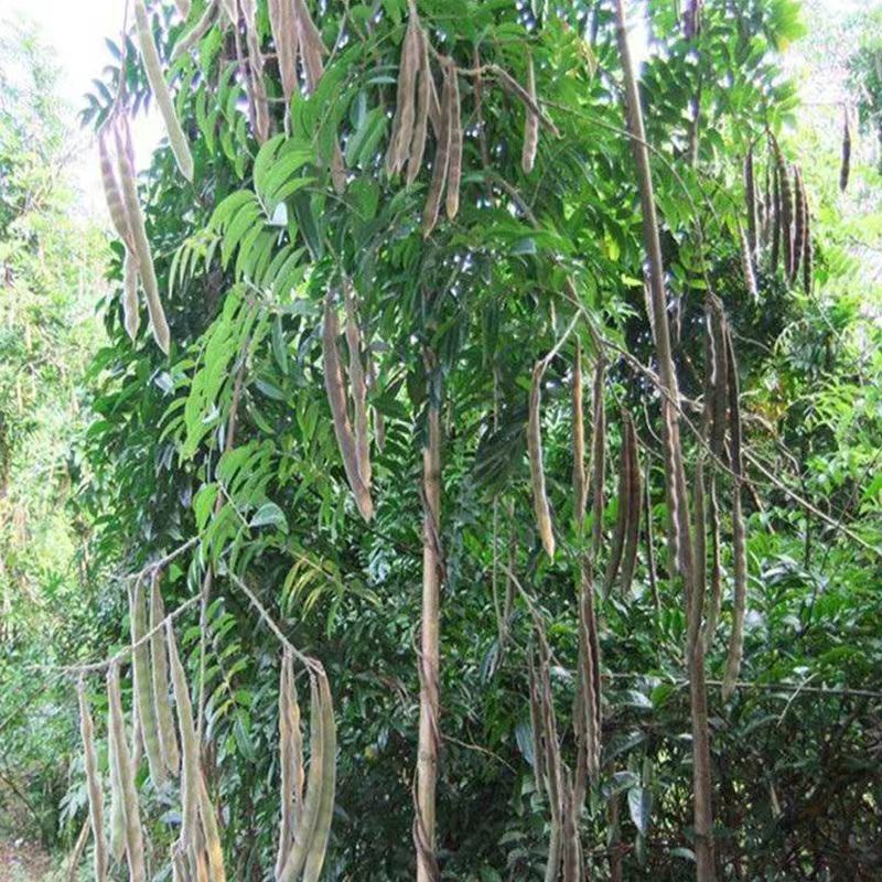 新采牛大力种子四季易种大力薯小叶细叶中叶大叶牛大力种籽