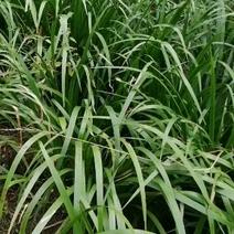 石菖蒲，石菖蒲是一种草本植物，易种，管理解单，可做绿化，