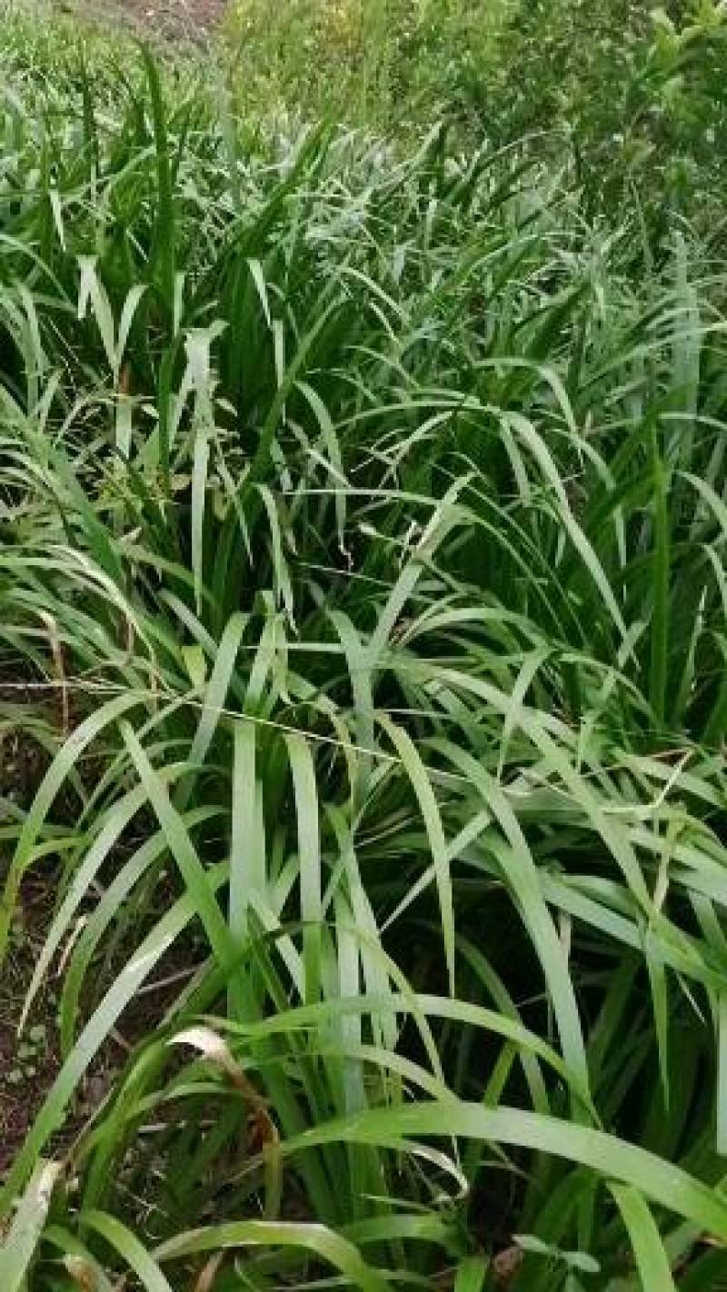 石菖蒲，石菖蒲是一种草本植物，易种，管理解单，可做绿化，