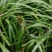 石菖蒲，石菖蒲是一种草本植物，易种，管理解单，可做绿化，