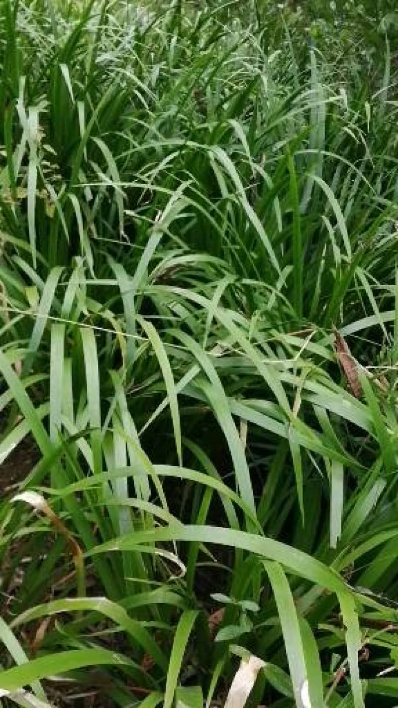 石菖蒲，石菖蒲是一种草本植物，易种，管理解单，可做绿化，