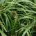 石菖蒲，石菖蒲是一种草本植物，易种，管理解单，可做绿化，