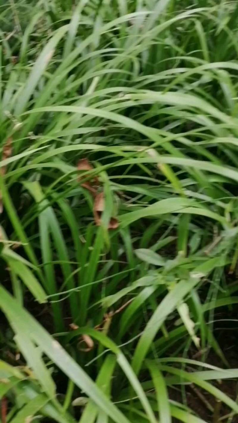 石菖蒲，石菖蒲是一种草本植物，易种，管理解单，可做绿化，