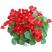 新采混色旱金莲种子红色旱金莲种子阳台爬藤花卉种子旱荷花
