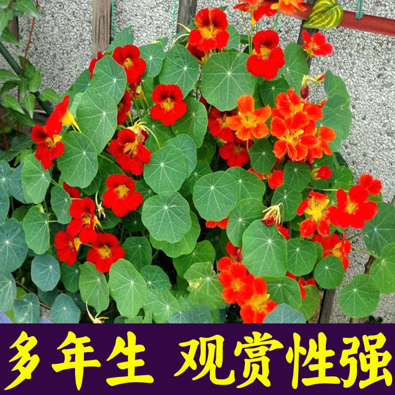 新采混色旱金莲种子红色旱金莲种子阳台爬藤花卉种子旱荷花