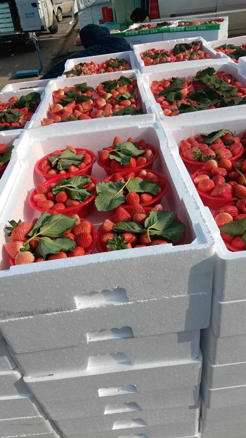 河南中牟草莓大量供应，宁玉草莓一手货源，品质保障量大从优