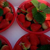 河南中牟草莓大量供应，宁玉草莓一手货源，品质量大从优
