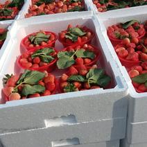 中牟草莓，宁玉草莓口感好产地直发货源充足